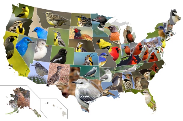 US State Birds on a map (design by Anand Gorantala)
