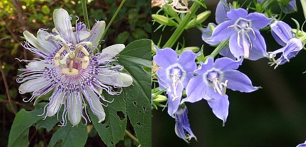 Compare purple passion flower to tall bellflower (photo of maypops from Wikimedia Commons, photo of bellflower by Kate St. John)