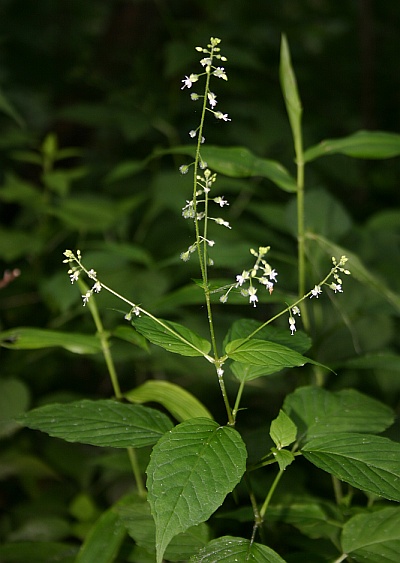 Enchanters' Nightshade in Schenley Park (photo by Kate St. John)