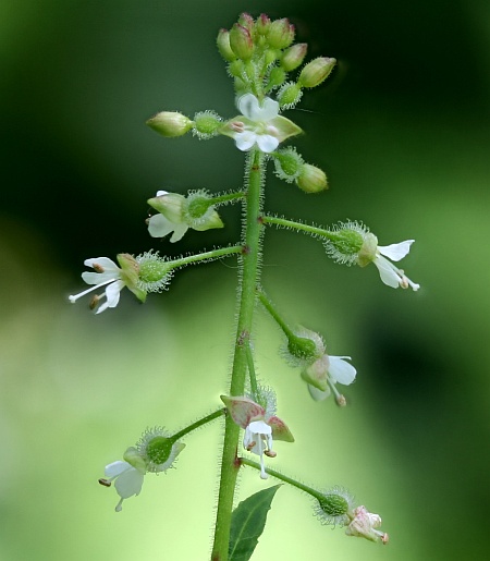 Close-up of Enchanters' Nightshade flowers (photo by Randy Nonenmacher on Wikimedia Commons)