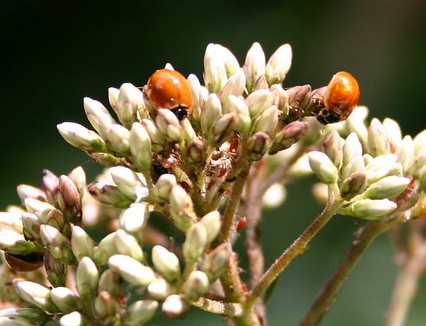Ladybugs hunting aphids (photo by Kate St. John)