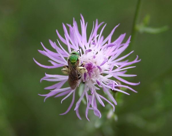 Metallic green bee on Spotted knapweed (photo by Kate St. John)