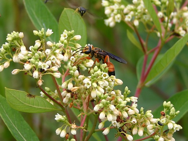 Great golden digger wasp on spreading dogbane (photo by Kate St. John)