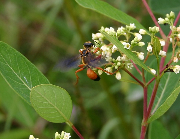 Great golden digger wasp (photo by Kate St. John)