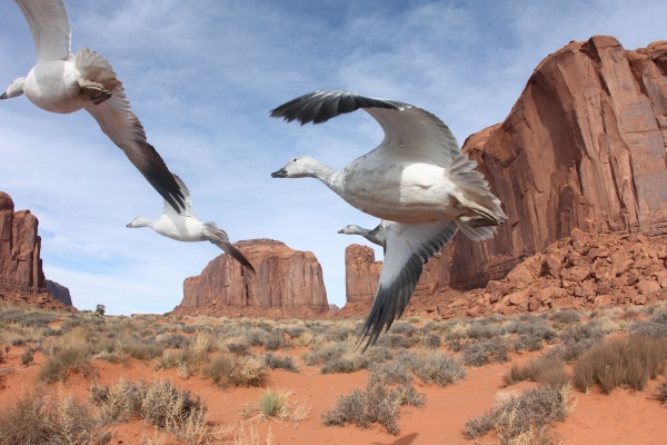 Snow geese migrate through Monument Valley, Utah (photo courtesy of John Downer Productions, PBS Nature, WNET)