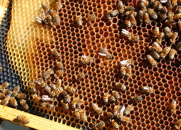 Honeybees with honey comb (photo by Kate St. John)