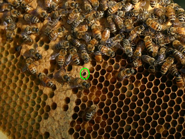 9c_bees_larvae_digging_out_2246_rsz_kms