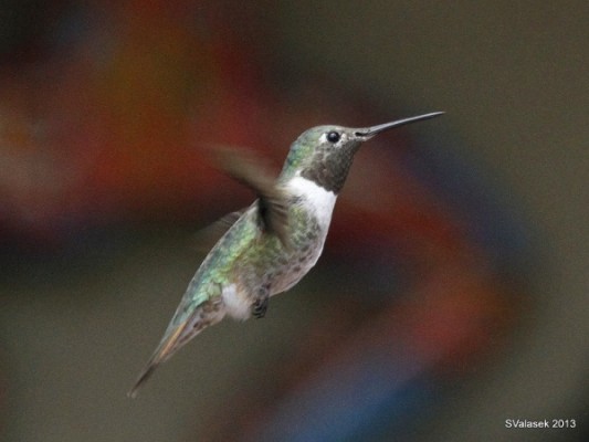 Mystery Hummingbird #1 (photo by Steve Valasek)