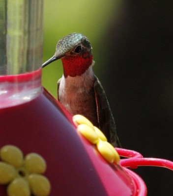 Mystery Hummingbird #4 (photo by Steve Valasek)
