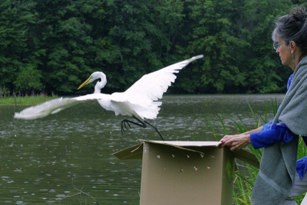 Great egret released (photo by John Beatty)