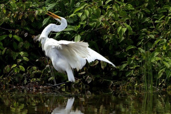 Great egret trapped in high-strength fishing line (photo by John Beatty)