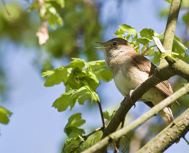 Nightingale singing in Berlin ()photo by J. Dietrich via Wikimedia Commons