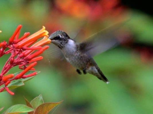 Mystery Hummingbird #5 (photo by Chuck Tague)