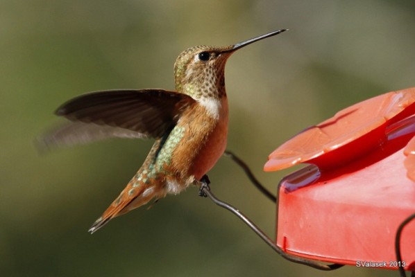 Mystery Hummingbird #3 (photo by Steve Vlasek)