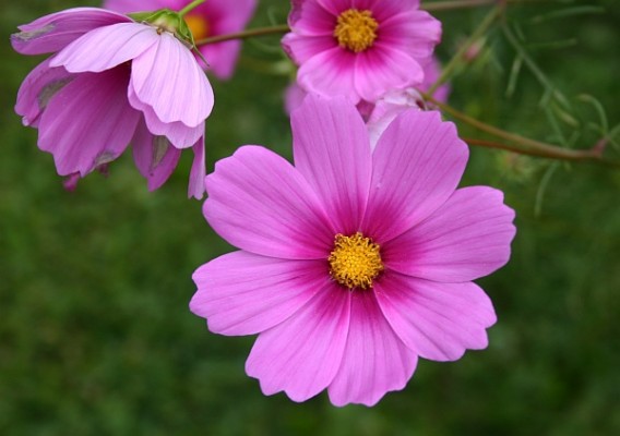 Cosmos in Marcy's garden (photo by Kate St. John)