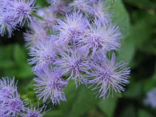 Close up of Mistflower (photo from Wikimedia Commons)