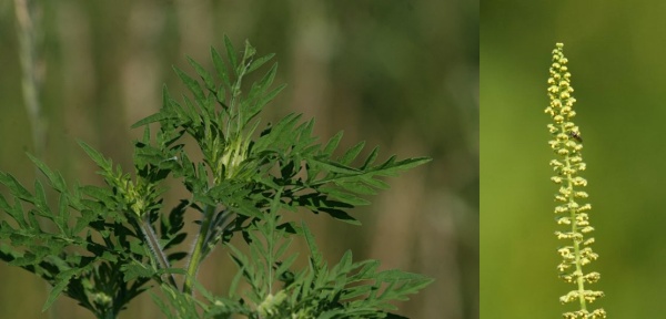 Common ragweed leaves and flower (photos by Chuck Tague)
