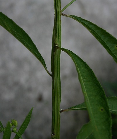 The stem of Wingstem (photo by Kate St. John)