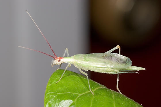 iBroad-winged tree cricket, Oecanthus latipennis (phoito from Wikimedia Commons)