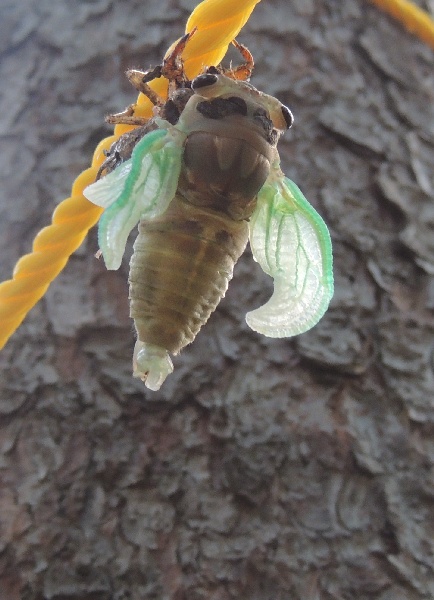 A newly emerged adult cicada pumps up its wings (photo by Kim Getz)