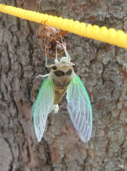 Adult cicada, still soft but wings are bigger (photo by Kim Getz)