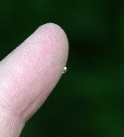 Jewel on my fingertip (photo by Kate St. John)