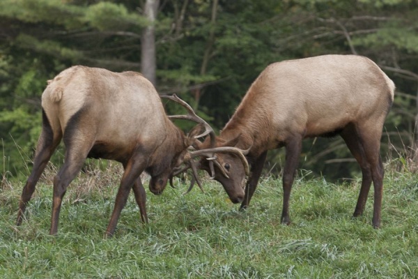Bull elk sparring (photo by Paul Staniszewski)