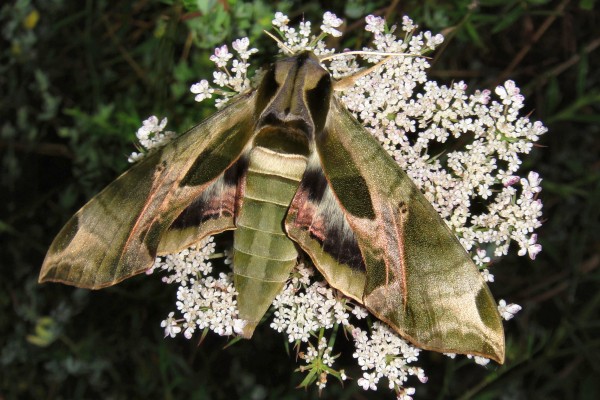 Pandorus Sphinx moth (photo by Monica Miller)