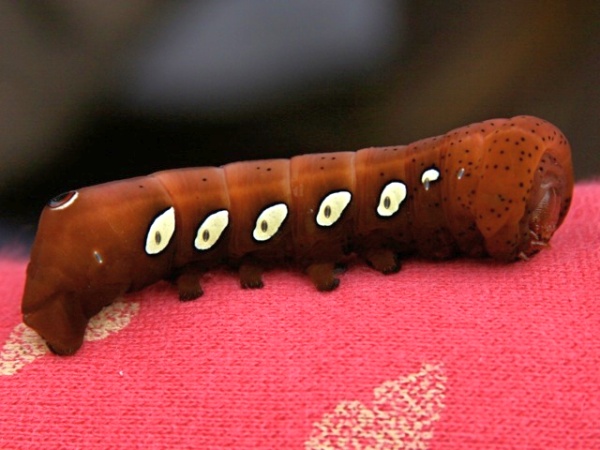 Pandora Sphinx Moth caterpillar, Moraine State Park, 2008 (photo by Chuck Tague)