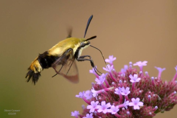 Snowberry clearwing (photo by Steve Gosser)
