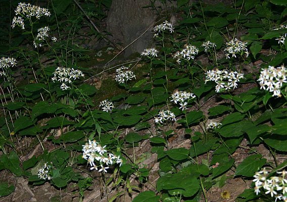 Patch of White wood aster in Schenley Park (photo by Kate St. John)