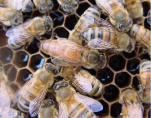 Queen bee and some honey bee workers (photo from Wikimedia Commons)