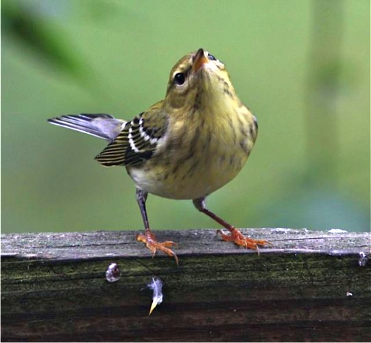 Immature Blackpoll warbler (photo by Marcy Cunkelman)
