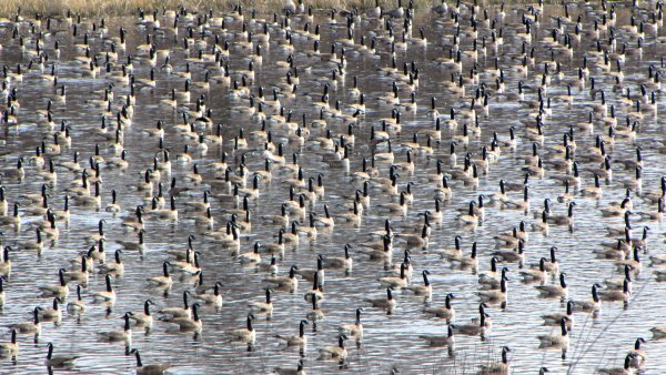 Flock of Canada geese on pond in Ottawa, Canada (photo from Wikimedia Commons)