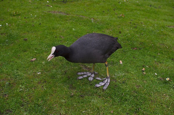 Eurasian coot (photo from Wikimedia Commons)