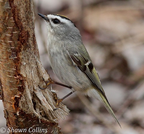 Golden-crowned kinglet (photo by Shawn Collins)