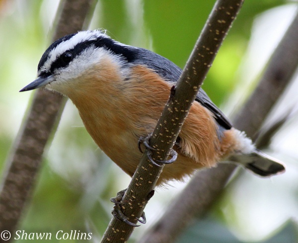Red-breasted nuthatch (photo by Shawn Collins)