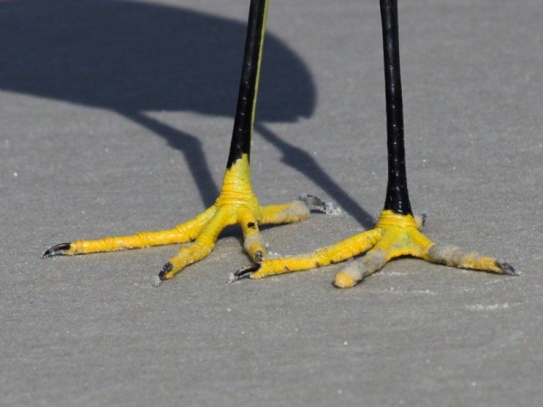 Snowy egret feet (photo by Chuck Tague)