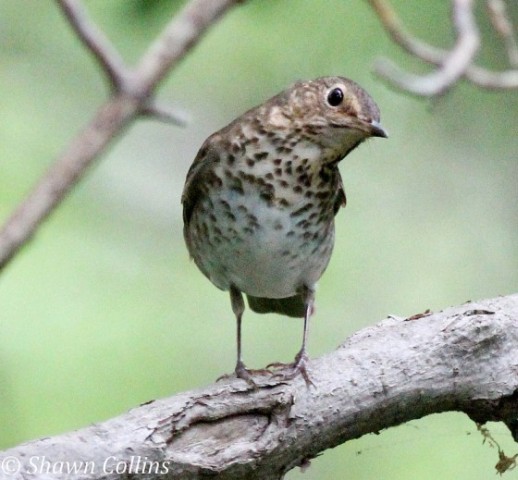 Swainson's thrush (photo by Shawn Collins)