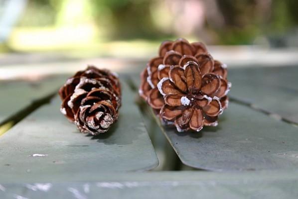 Wet and dry pine cones, head on (photo by Kate St. John)