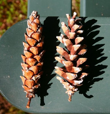 Wet and dry white pine cones side by side (photo by Kate St. John)