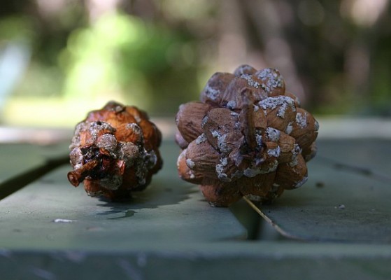 Tail end of wet and dry white pine cones (photo by Kate St. John)