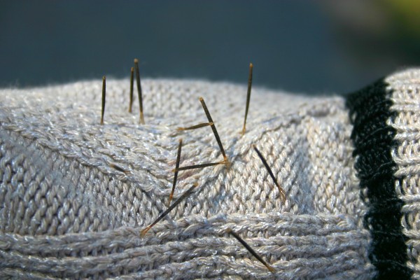 Spanish needles on my sweater (photo by Kate St. John)