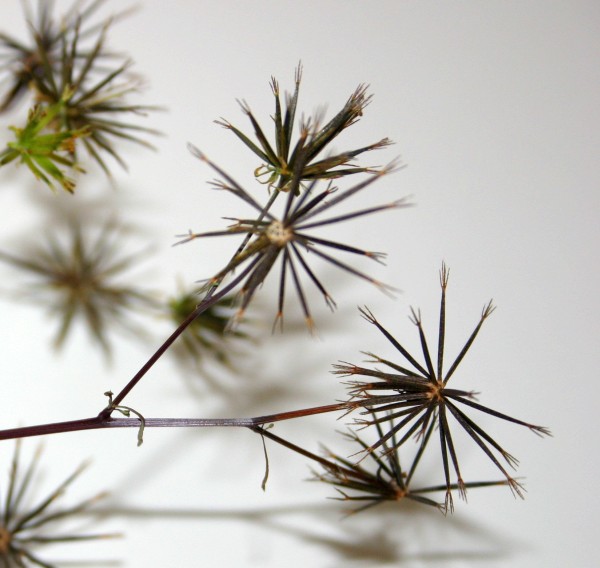 Sanish needles gone to seed (photo by Kate St. John)