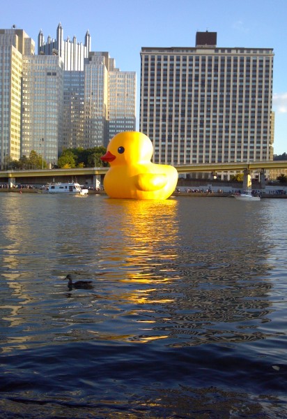 Two ducks on the Allegheny River, mallard and giant rubber ducky (photo by Kate St. John)