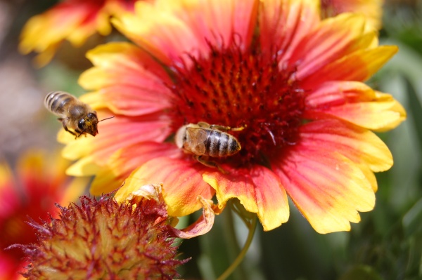 Honey bees on a flower, Slovenia (photo from Wikimedia Commons)