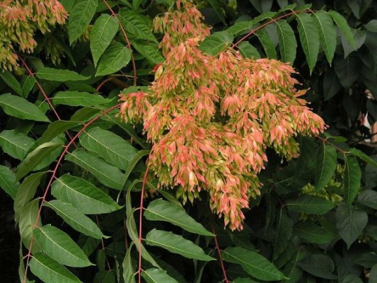 Ailanthus leaves and seeds (photo from Wikimedia Commons)