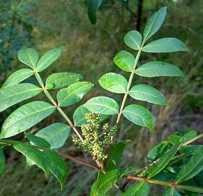 Leaves and flower of Shining Sumac (photo from Wikimedia Commons)