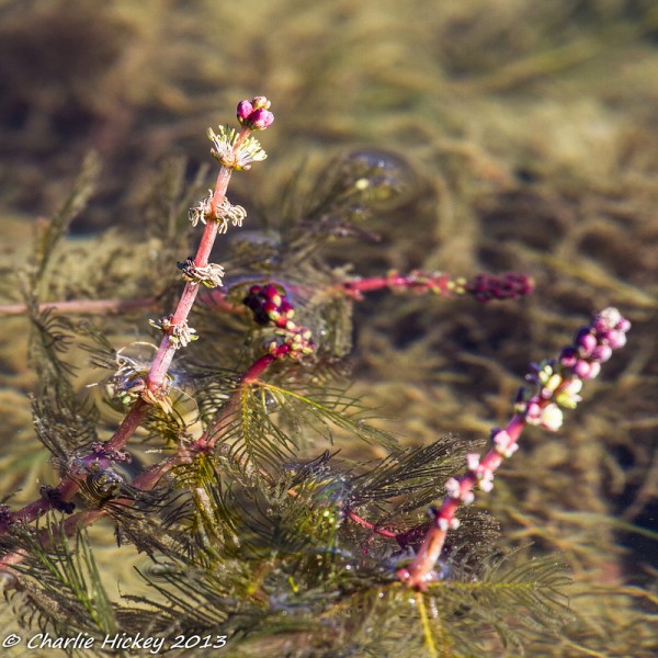 Eurasian watermilfoil (photo by Charlie Hickey)