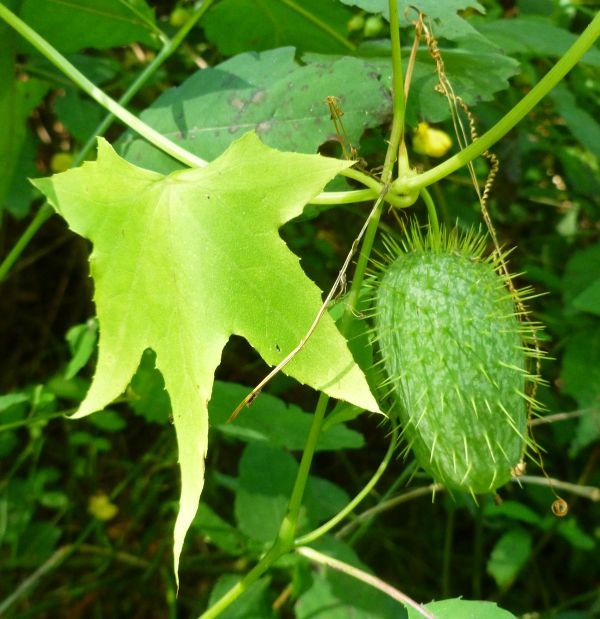 Wild Cucumber (photo by Dianne Machesney)